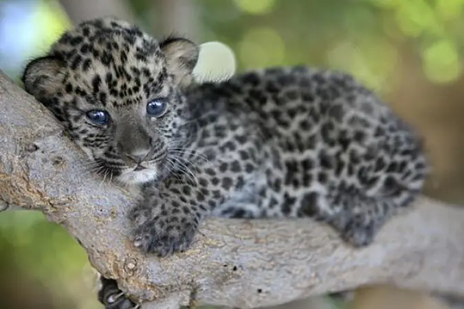 Baby Leopard lying in a tree.