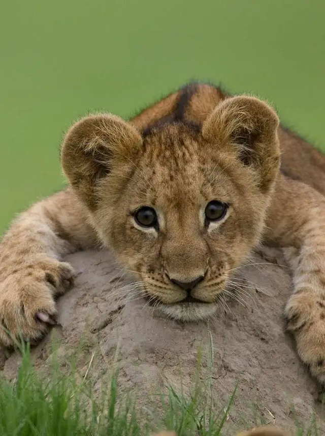 A baby lion cub lying on a rock is one of the cute baby animals of Africa.