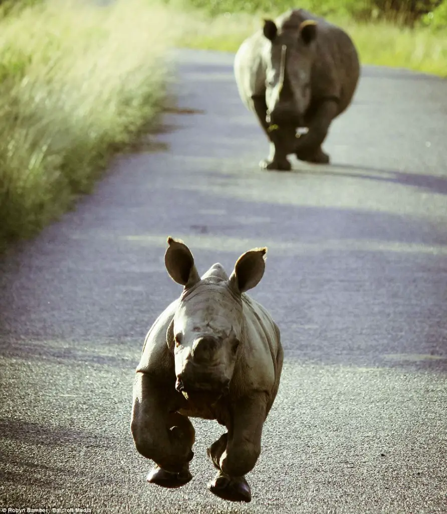 A cute baby rhinoceros running.
