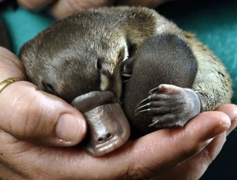 Cute baby platypus