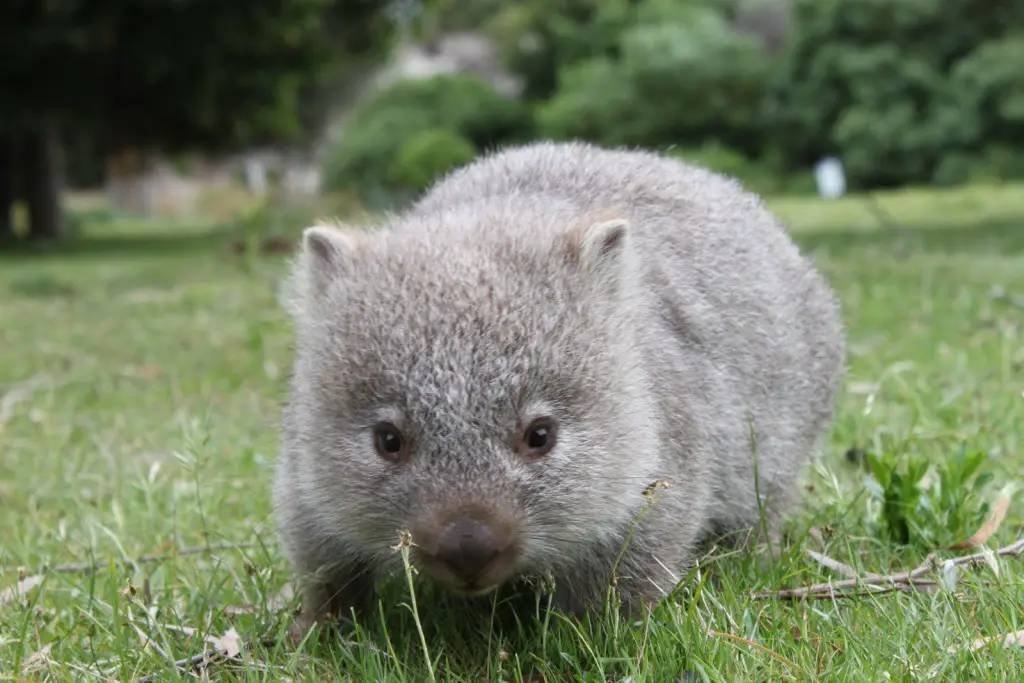 A cute baby wombat looking at the camera is one of the cute baby animals of Australia. 