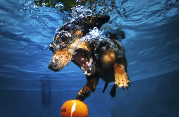 Underwater dogs chasing tennis balls.