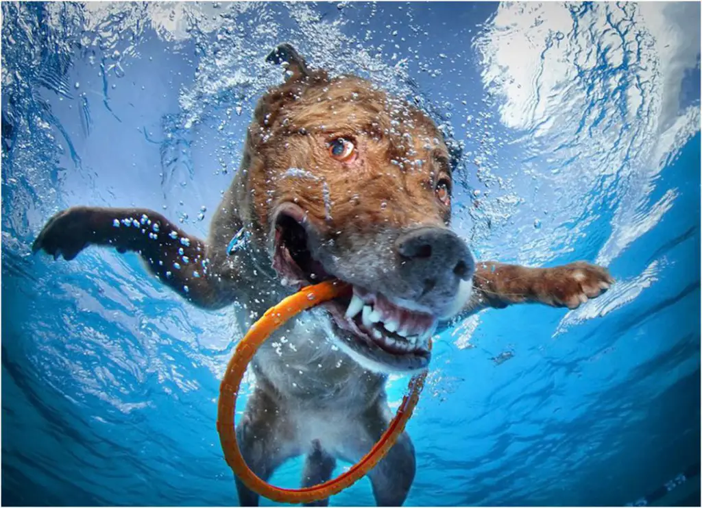 Underwater dog with a ring in his mouth.