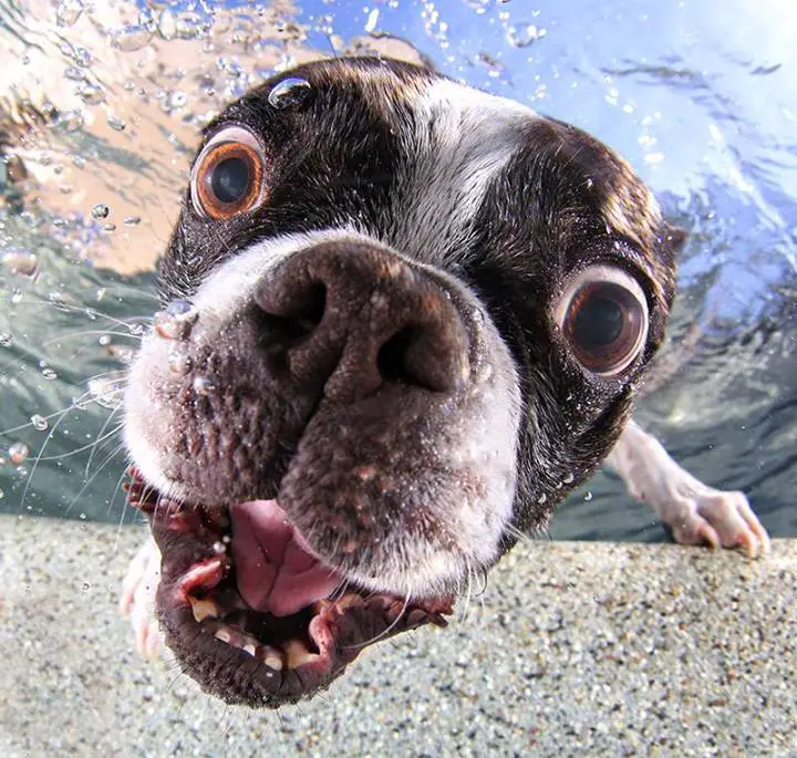 Close up photo of a cute dog underwater.