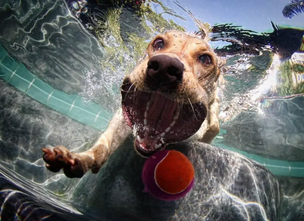 A dog stepping into a pool to get a tennis ball.