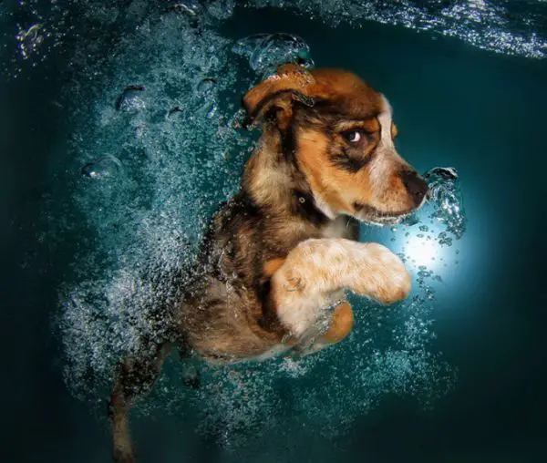 Cute puppy dog swimming underwater.