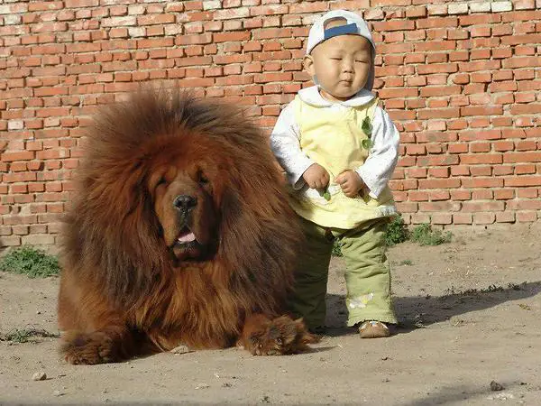 Dogs with human hairstyles are weird. This Dog's hair looks like it belongs to an 80s rock star. 