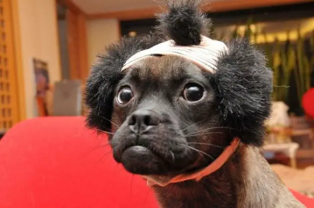 Dogs with human hairstyles look hilarious. This dog looks like Mr T.