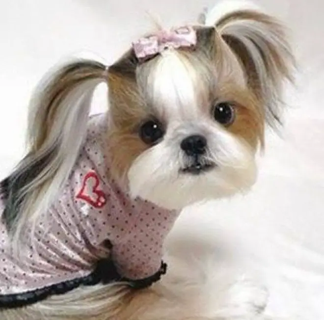 A cute dog with long pigtails.