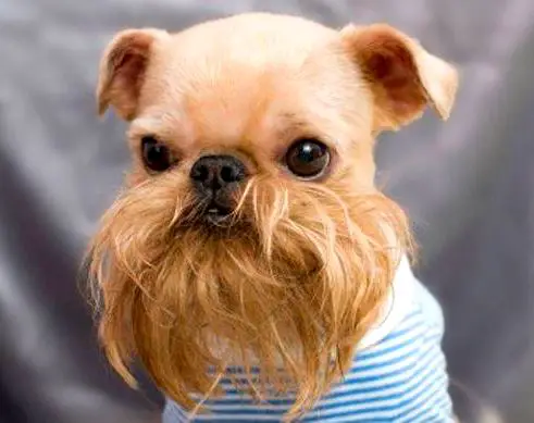 A small dog with a big beard.