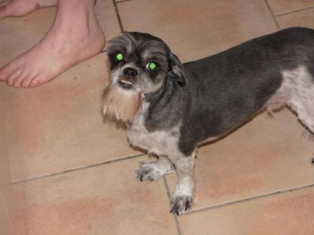 A dog with a goatee beard.