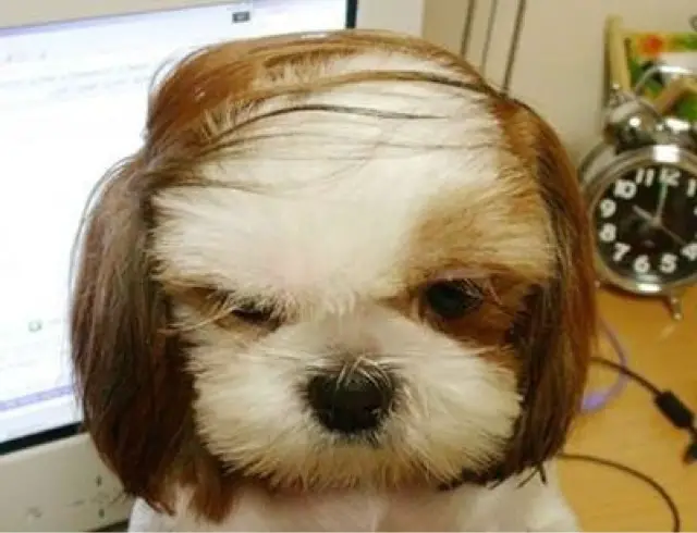 A furry dog with a comb-over hairstyle.