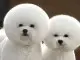 Two dogs with afro hairstyles.