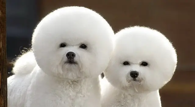 Two white dogs with afro hairstyles.