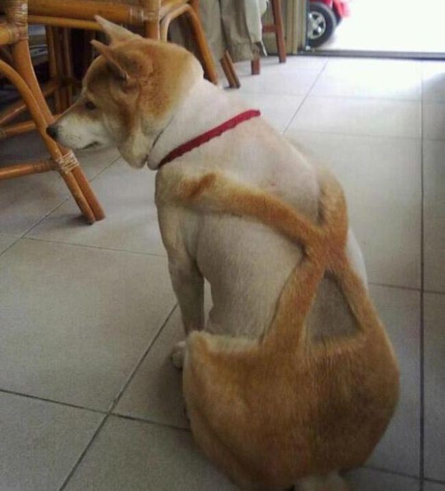 A big dog with shaved fur that looks like pants.