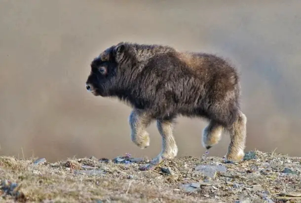 An adorable baby bison going for a walk.