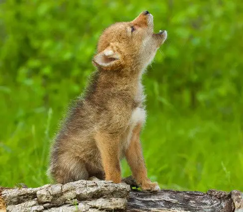 A baby coyote sitting on a log howling towards the sky.