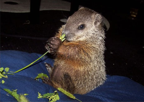 A baby groundhog eating some wheat.