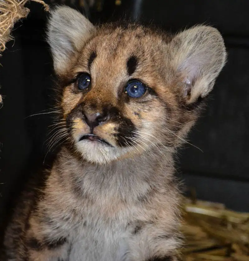 This adorable baby mountain lion with deep blue eyes is one of the cute baby animals of America.