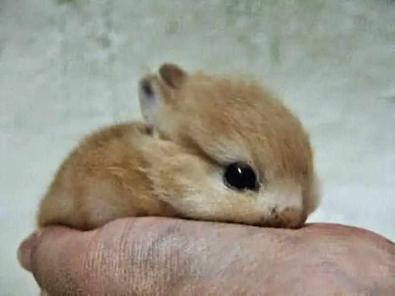 A cute baby rabbit lying in the palm of someones hand.