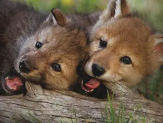 Two baby wolves chewing some wood.