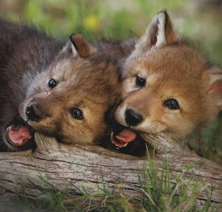 Two wolf cubs chewing on a piece of wood.