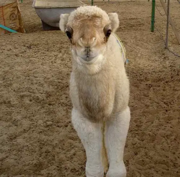 A picture of a miniature camel staring at the camera - miniature animals.