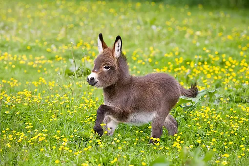 A picture of a miniature donkey trotting through a field of yellow flowers - miniature animals.