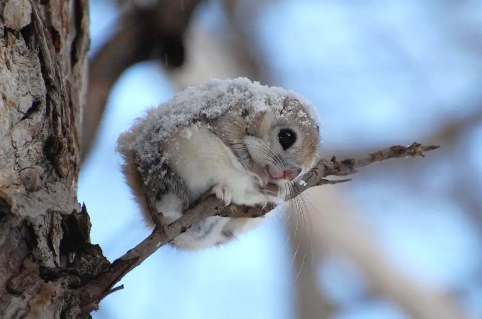 A photo of a pygmy Japanese flying squirrel with snow on it's back sitting on a branch. 