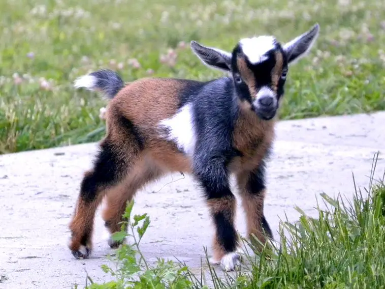 A photo of a miniature goat standing on a path.