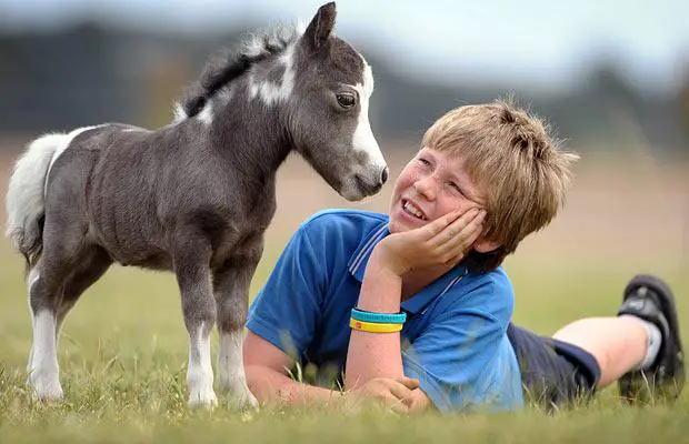 A picture of a miniature horse standing next to a small boy - miniature animals.