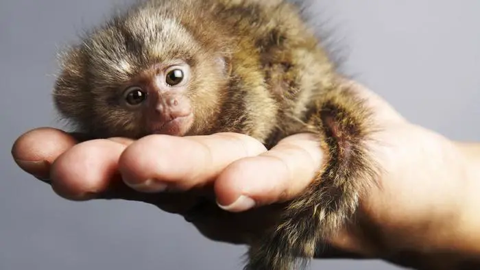 A picture of a pygmy marmoset lying on the palm of someone's hand.