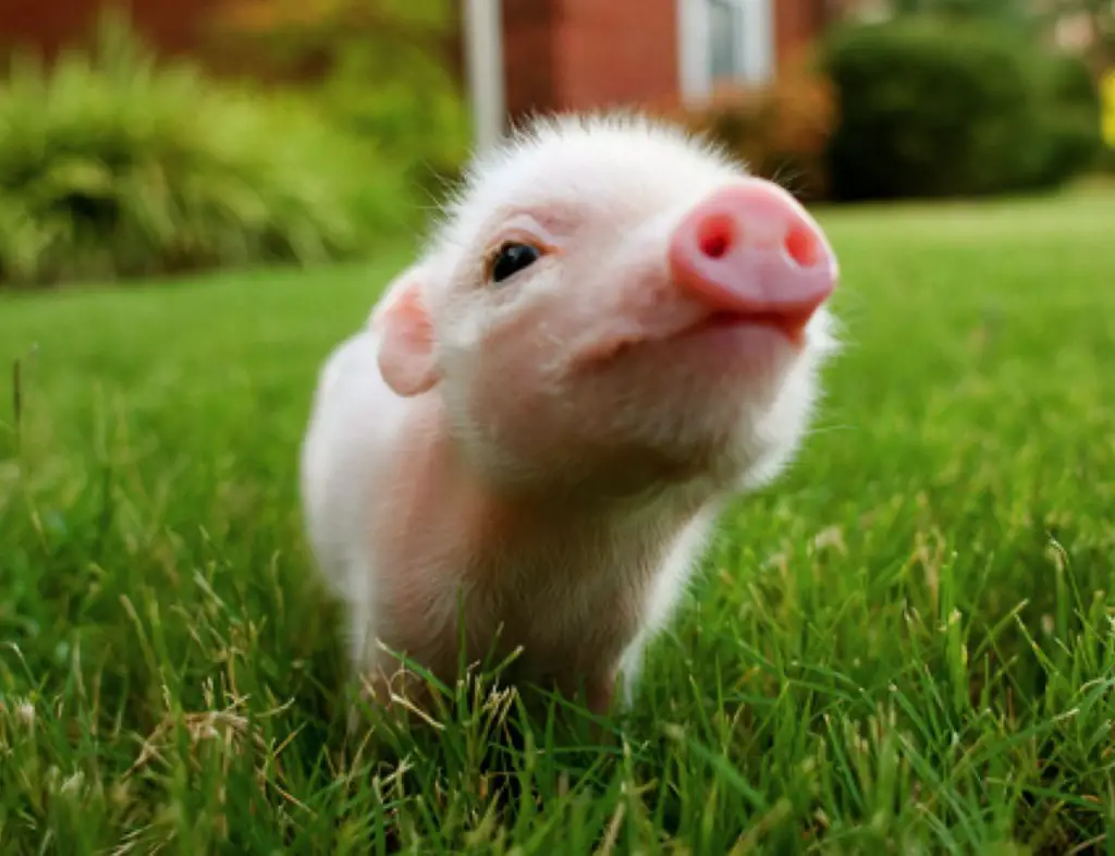 A picture of a teacup piglet sniffing the air, standing on green grass.