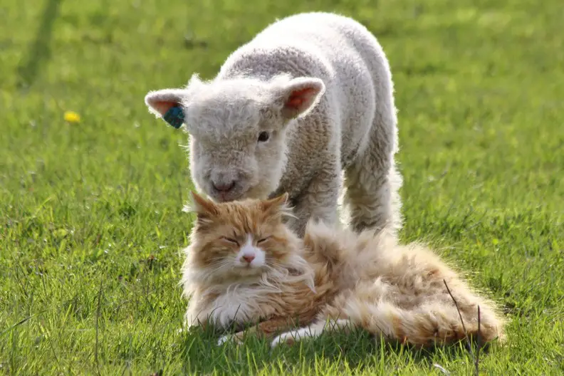 A photo of a miniature sheep standing behind a cat.