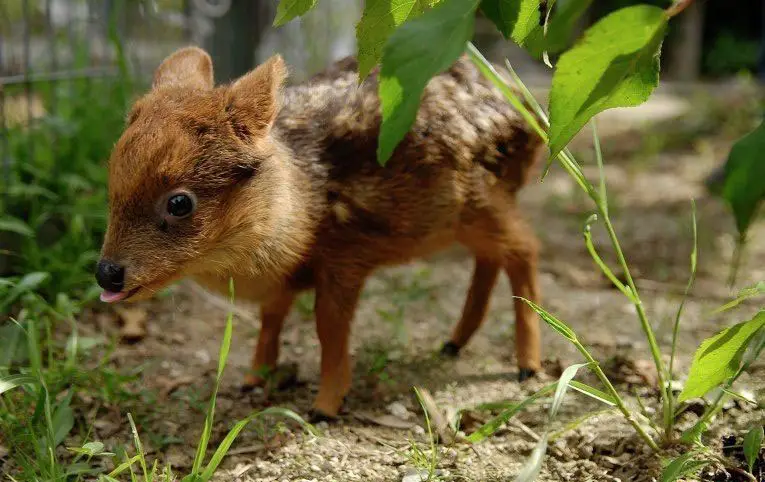 The smallest deer in the world born at Queen's Zoo, New York.