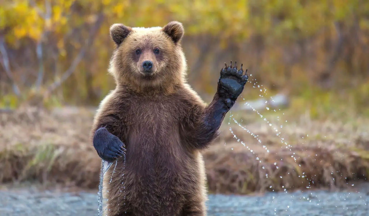 Waving Bear1