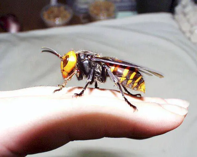 The Giant Asian Hornet is an Asian animal that will kill you