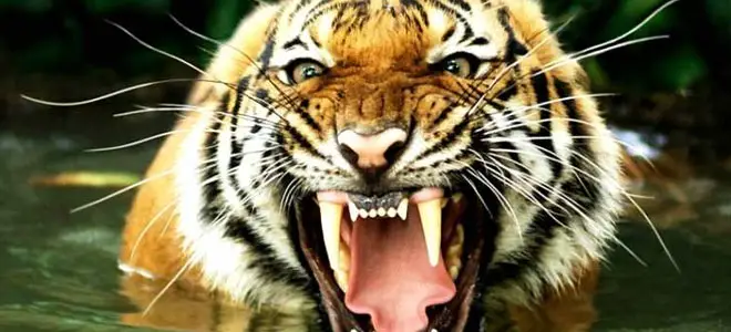 The Bengal Tiger is an Asian animal that will kill you