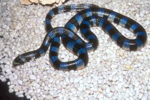 The Blue Krait is an Asian animal that will kill you