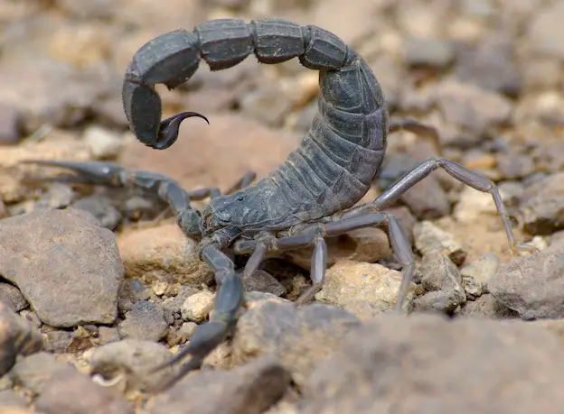 The Fattail Scorpion is an Asian animal that will kill you.