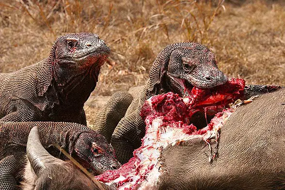 The Komodo Dragon is an Asian animal that will kill you