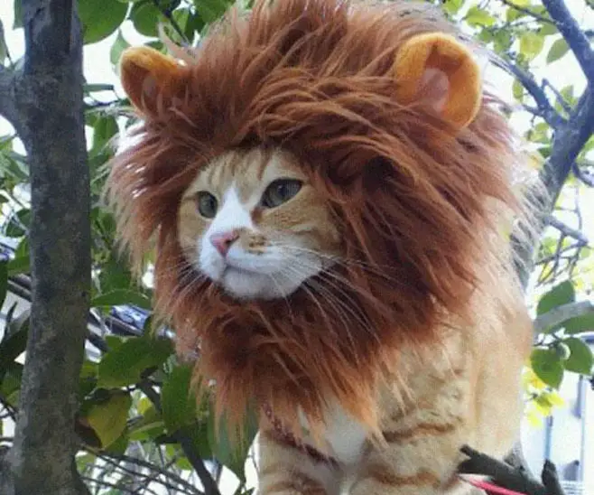 A cat wearing a lion costume, perched in a tree - Cats In Hats.