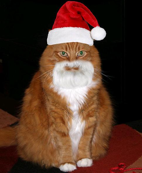 A ginger and white cat wearing a Santa hat - Cats In Hats.