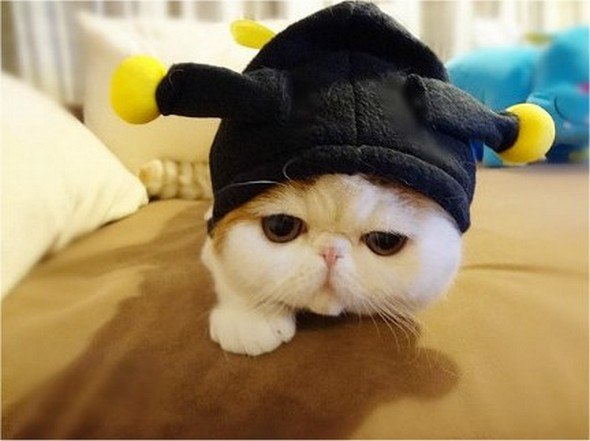 A cat wearing a bee hat, lying on a bed.