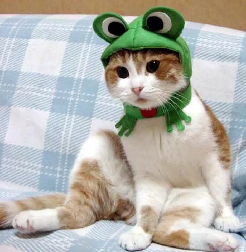 A cat wearing a green frog hat, sitting on a couch - Cats In Hats.