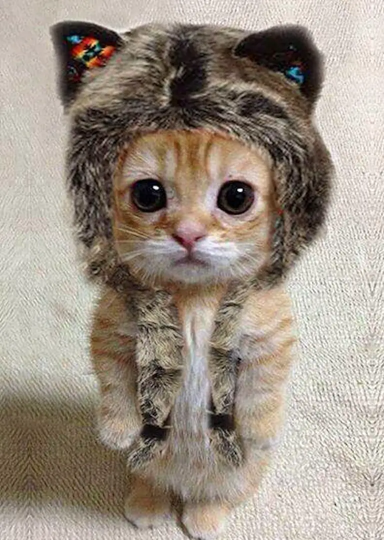 Cat-in-furry-hat.jpg