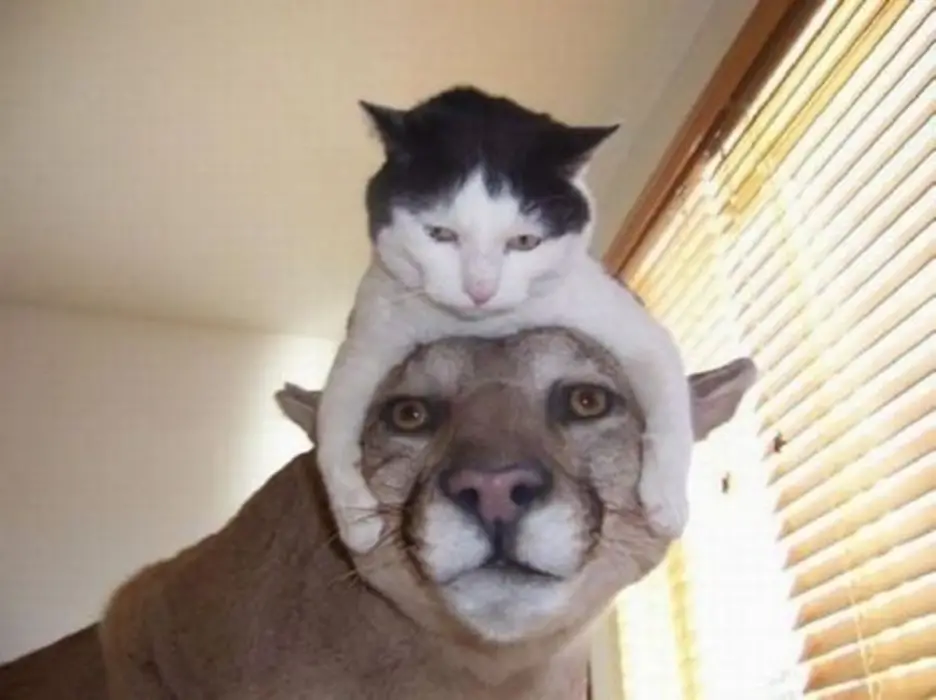 A cat sitting on the head of a mountain lion.