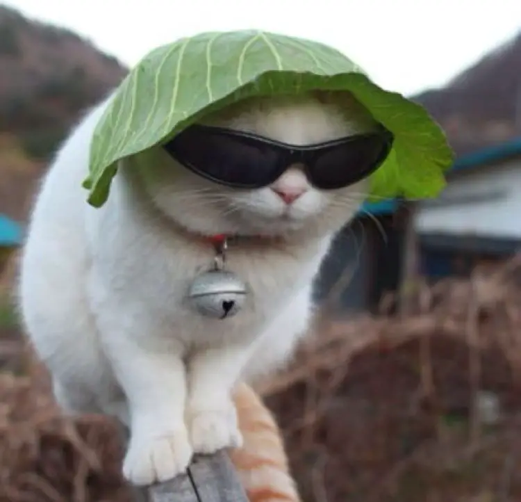 A cat wearing a cabbage leaf hat and sunglasses - Cats In Hats.