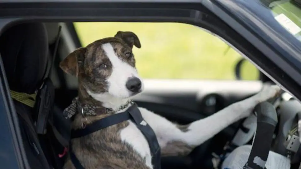 A dog driving a car.