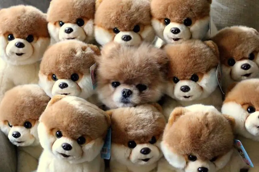 Boo the pomeranian hiding amongst many toy dogs - Dogs Acting Like Humans.